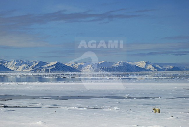 IJsbeer, Spitsbergen; Polar Bear, Svalbard stock-image by Agami/Marc Guyt,