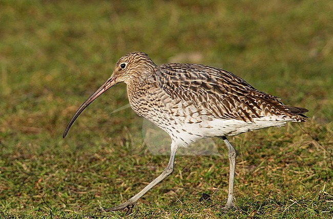 First winter Eurasian Curlew (Numenius arquata) with juvenile tertials, that shows deeply cut notches. Walking on a meadow on Texel. stock-image by Agami/Edwin Winkel,