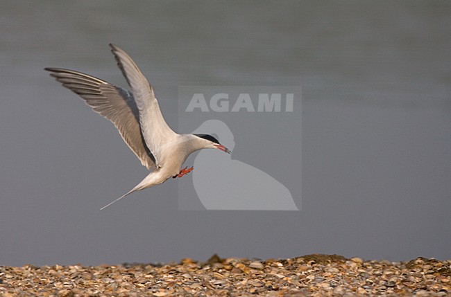 Flying Common Tern; Vliegende Visdief stock-image by Agami/Marc Guyt,
