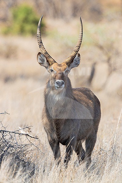 Waterbuck (Kobus ellipsiprymnus), front view of an adult male standing on the  Savannah, Mpumalanga, South Africa stock-image by Agami/Saverio Gatto,
