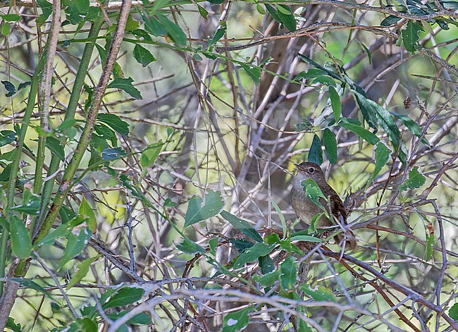 Knysna Warbler (Bradypterus sylvaticus) in South Africa. Also known as Knysna scrub warbler. A species of dense tangled scrub of forest edges on or relatively near the coast. stock-image by Agami/Pete Morris,