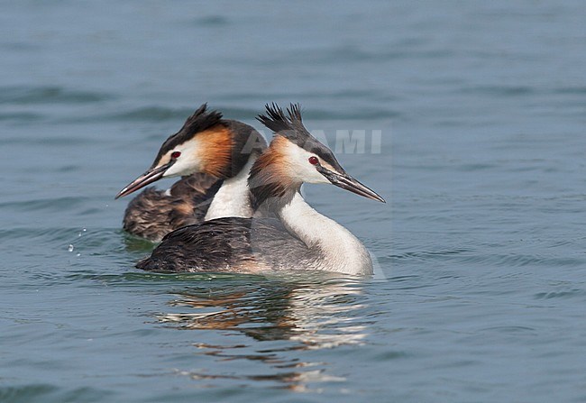 Great Crested Grebe (Podiceps cristatus) swimming in fresh water lake in Austria. stock-image by Agami/Ralph Martin,