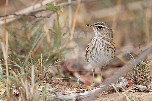 White-browed Scrub Robin (Cercotrichas leucophrys), adult standing on the ground, Mpumalanga, South Africa stock-image by Agami/Saverio Gatto,