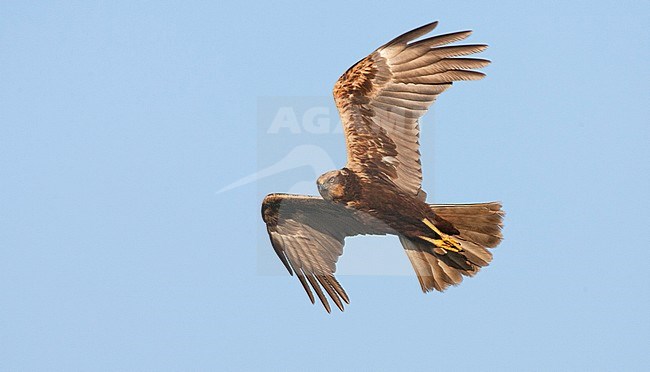 Bruine Kiekendief in vlucht; Flying Marsh Harrier (Circus aeruginosus) stock-image by Agami/Marc Guyt,