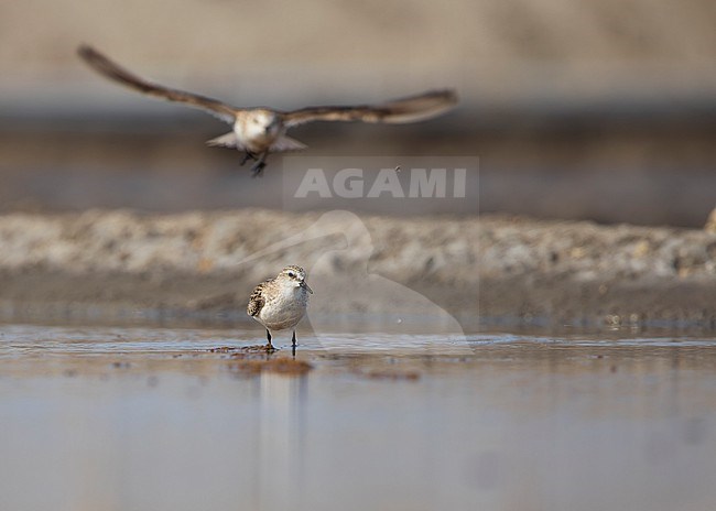 Red-necked Stints (Calidris ruficollis), one in flight. stock-image by Agami/Lennart Verheuvel,