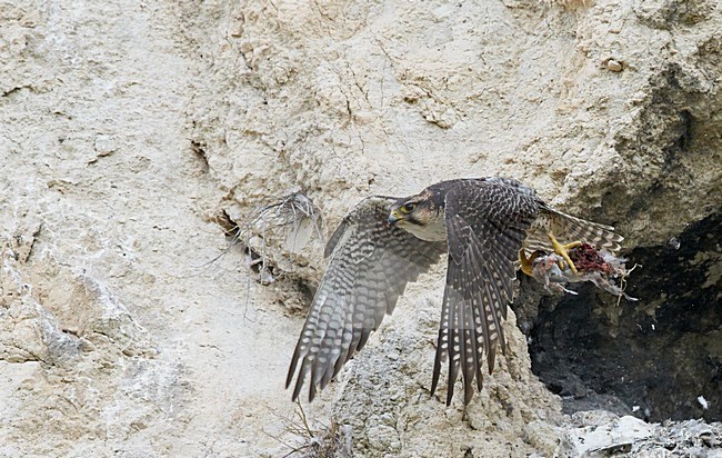 Volwassen Lannervalk verlaat nest, Adult Lanner Falcon leaving nest stock-image by Agami/Markus Varesvuo,