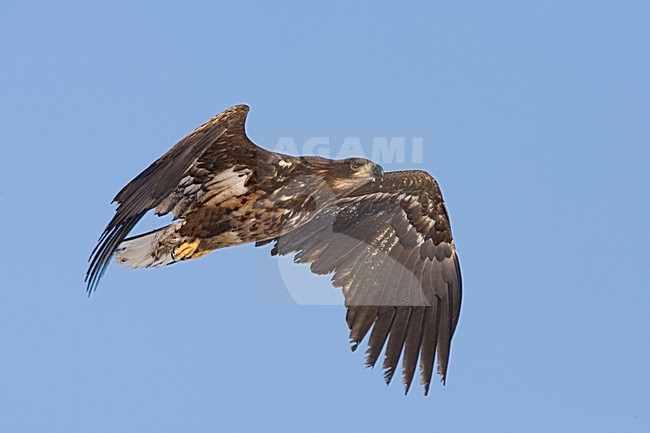 White-tailed Eagle flying; Zeearend vliegend stock-image by Agami/Marc Guyt,
