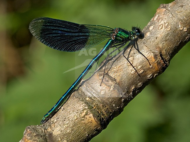 Banded Demoiselle male perched; Weidebeekjuffer man zittend stock-image by Agami/Marc Guyt,