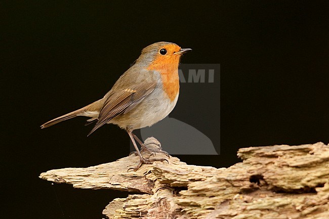 Roodborst zittend; European Robin perched stock-image by Agami/Han Bouwmeester,