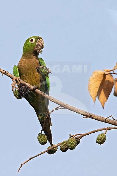 Adult Aztec Parakeet (Eupsittula astec astec) perched on a branch in a rainforest in Guatemala. Eating from ripe fuits. stock-image by Agami/Dubi Shapiro,