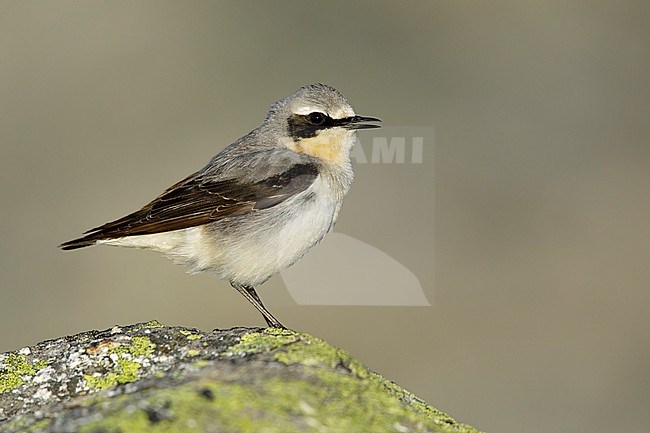 Adult male Northern Wheatear (Oenanthe oenanthe oenanthe) in breeding plumage singing from a rock on the tundra of Seward Peninsula in Alaska, USA. stock-image by Agami/Brian E Small,