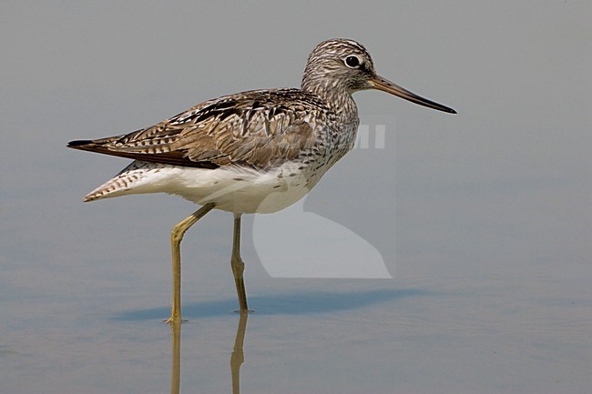 Volwassen Groenpootruiter in zomerkleed; Adult Common Greenshank in summer plumage stock-image by Agami/Daniele Occhiato,