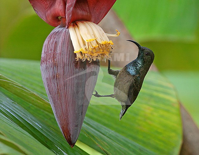 Seychelles Sunbird (Cinnyris dussumieri) on the Seychelles. stock-image by Agami/David Monticelli,