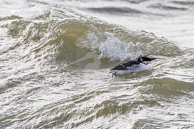 Common Guillemot, Uria aalga swimming in North Sea waves during wreck of exhausted birds in the winter stock-image by Agami/Menno van Duijn,
