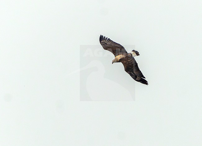 Endangered Pallas's fish eagle (Haliaeetus leucoryphus) stock-image by Agami/Dani Lopez-Velasco,