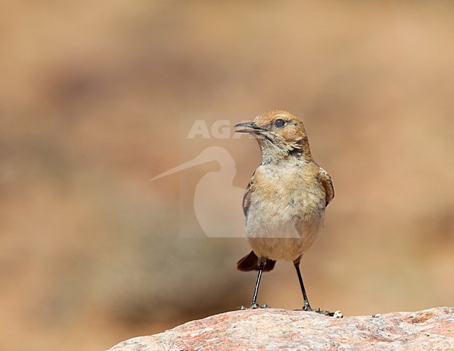 Vrouwtje Roodstuittapuit roepend; Female Red-rumped Wheatear calling stock-image by Agami/Roy de Haas,