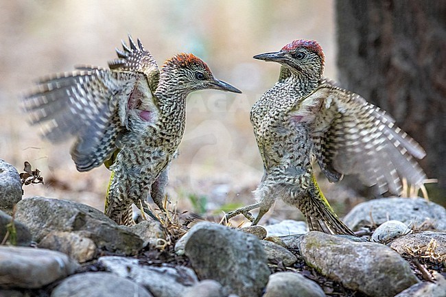 Immature Green Woodpeckers, Picus viridis, in Italy. stock-image by Agami/Daniele Occhiato,