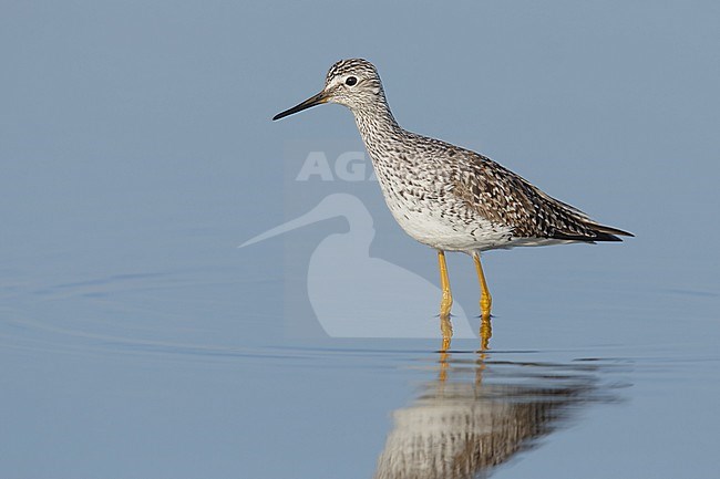Volwassen Kleine Geelpootruiter, Asdult Lesser Yellowlegs stock-image by Agami/Brian E Small,