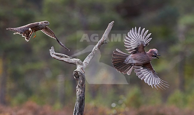 Eurasian Sparrowhawk (Accipiter nisus chasing a Eurasian Jay in Norway. stock-image by Agami/Markus Varesvuo,