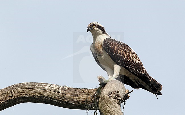 First-winter Osprey (Pandion haliaetus) perched at Raadvad, Denmark stock-image by Agami/Helge Sorensen,