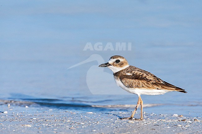 Wilson's Plover, Charadrius wilsonia stock-image by Agami/Wil Leurs,