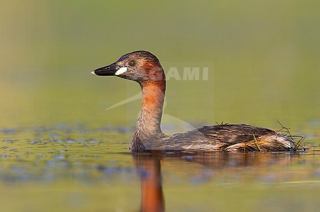 Adult Little Grebe (Tachybaptus ruficollis ruficollis) swimming on a lake in Germany. stock-image by Agami/Ralph Martin,