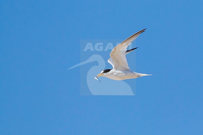 Saunders's Tern, Sternula saundersi, in Egypt. stock-image by Agami/Vincent Legrand,