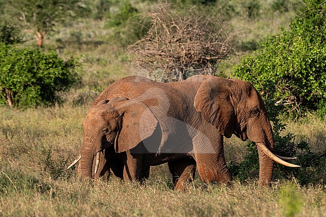 A female African elephant, Loxodonta africana, with its calf. Voi, Tsavo, Kenya stock-image by Agami/Sergio Pitamitz,