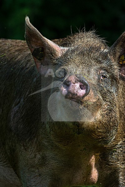 Vrije uitloop varken; Domestic Pig stock-image by Agami/Hans Germeraad,
