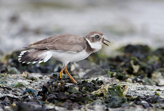Immature Common Ringed Plover (Charadrius hiaticula) showing behaviour at the Wadden Sea at Terschelling. stock-image by Agami/Arie Ouwerkerk,