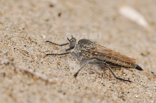Dune robberfly, Zandroofvlieg, Philonicus albiceps stock-image by Agami/Casper Zuijderduijn,