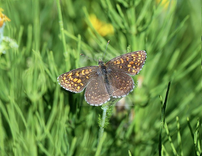 False Heath Fritillary (Melitaea diamina)  stock-image by Agami/Aurélien Audevard,