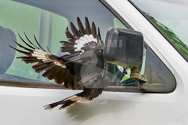 Pied Currawong (Strepera graculina) attacking its own reflection in a car rear-view mirrow stock-image by Agami/Tomas Grim,