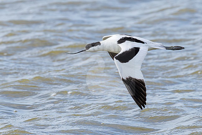 adult pied avocet (Recurvirostra avosetta) in flight, found at Texel in the Netherlands stock-image by Agami/Mathias Putze,