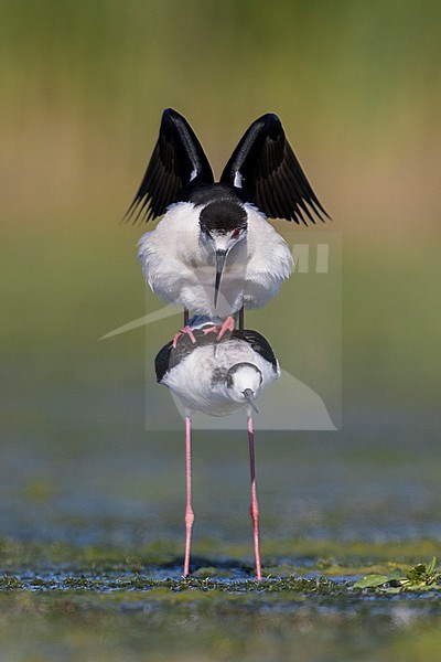 Black-winged Stilt (Himantopus himantopus), couple mating in a marsh, Campania, Italy stock-image by Agami/Saverio Gatto,