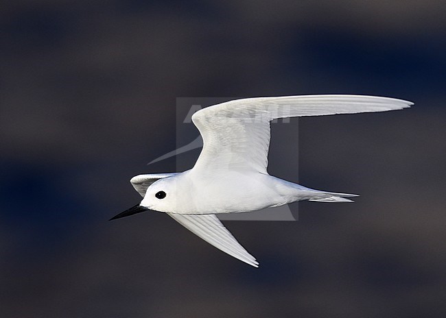 White Tern (Gygis alba) in flight in front of Boatswain Island off Ascension island in the central Atlantic Ocean. stock-image by Agami/Laurens Steijn,