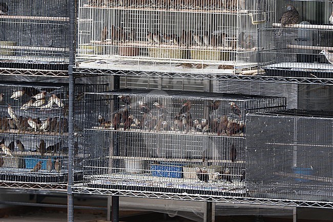 Pet bird shops full with illegal caught birds in Singapore. stock-image by Agami/James Eaton,