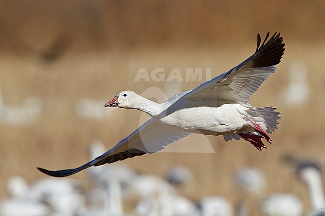 Snow Goose (Chen caerulescens) flying at the Bosque del Apache wildlife refuge near Socorro, New Mexico, USA. stock-image by Agami/Glenn Bartley,