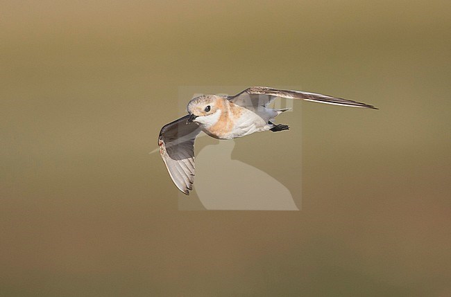 Lesser Sand Plover - Mongolenregenpfeifer - Charadrius mongolus ssp. pamirensis, Kyrgyzstan, adult female stock-image by Agami/Ralph Martin,