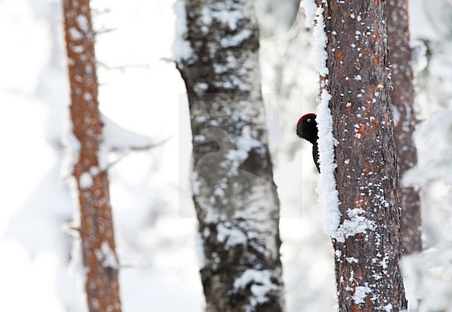 Zwarte Specht tegen een boom in besneeuwd taiga bos; Black Woodpecker perched against a tree in a snow covered taiga forest stock-image by Agami/Marc Guyt,