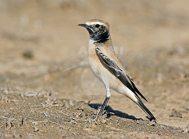 Desert Wheatear male standing; Woestijntapuit man staand stock-image by Agami/Markus Varesvuo,