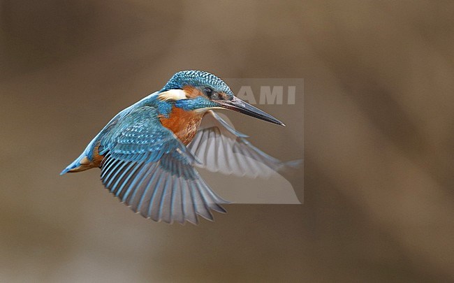Common Kingfisher (Alcedo atthis) at Nivå in Denmark. Hovering above a stream, trying to catch a fish for diner. stock-image by Agami/Helge Sorensen,