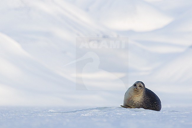 Adult Ringed Seal (Pusa hispida) resting on ice floe on Svalbard in the high arctic. stock-image by Agami/Pieter-Jan D'Hondt ,