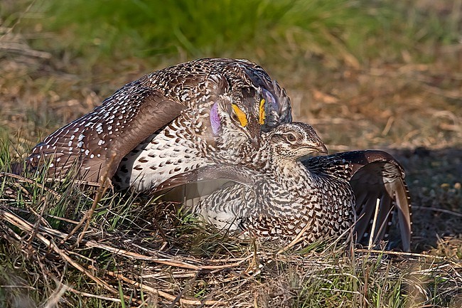 Mating pair of Sharp-tailed Grouse, Tympanuchus phasianellus jamesi at a lek stock-image by Agami/Nigel Voaden,