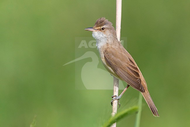 Great Reed Warbler (Acrocephalus arundinaceus), side view of an adult perched on a reed, Campania, Italy stock-image by Agami/Saverio Gatto,