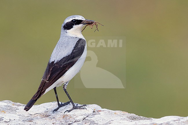 Northern Wheatear (Oenanthe oenanthe), adult male carrying a spider in its bill. Looking over its shoulder. stock-image by Agami/Saverio Gatto,