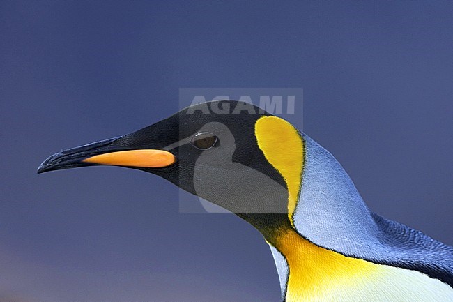 Closeup of the head King Penguin (Aptenodytes patagonicus) in South Georgia island in the south Atlantic ocean. stock-image by Agami/Marc Guyt,