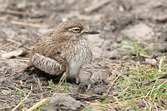 Water Thick-knee (Burhinus vermiculatus), adult female with its chicks, Mpumalanga, South Africa stock-image by Agami/Saverio Gatto,