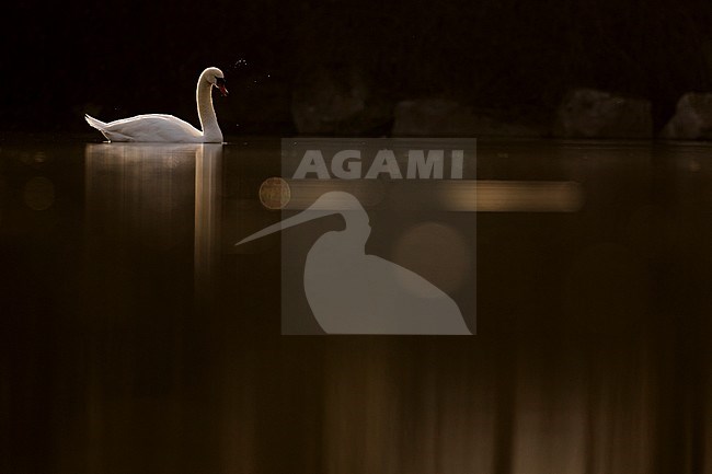 Adult Mute Swan (Cygnus olor) swimming on a lake in Germany (Baden-Württemberg). With backlight. stock-image by Agami/Ralph Martin,