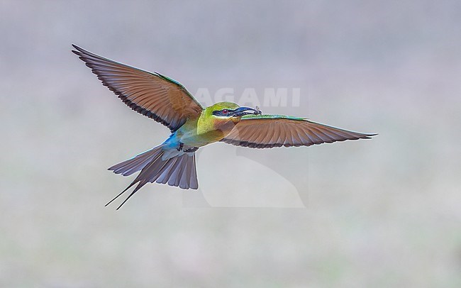Blue-tailed Bee-eater (Merops philippinus) in flight, showing underside, with caught fly. stock-image by Agami/Lennart Verheuvel,